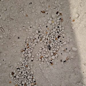 Alternative view of Calcium Forte – 10kg - AIDI
